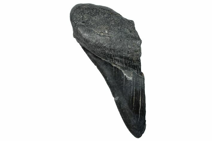 Partial Fossil Megalodon Tooth - South Carolina #250060